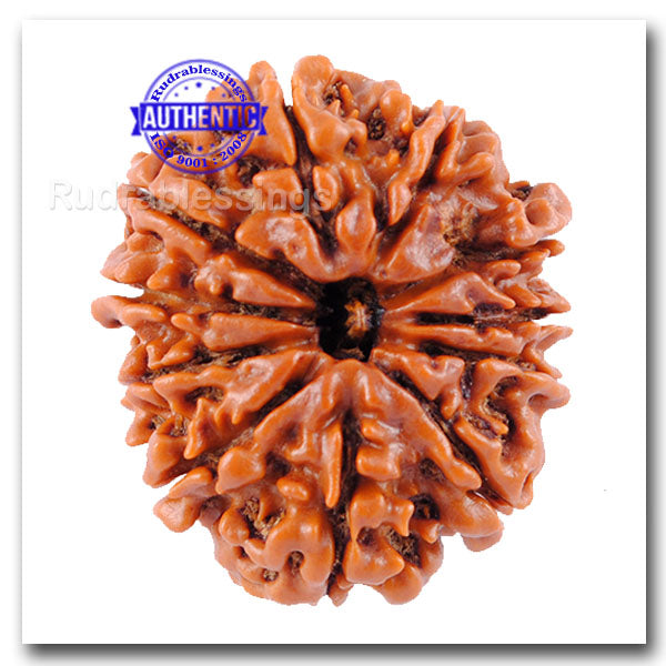 11 Mukhi Nepalese Rudraksha - Bead No. 38