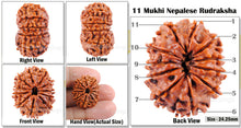 Load image into Gallery viewer, 11 Mukhi Nepalese Rudraksha - Bead No. 39
