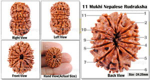 11 Mukhi Nepalese Rudraksha - Bead No. 39