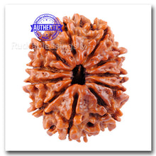 Load image into Gallery viewer, 11 Mukhi Nepalese Rudraksha - Bead No. 39
