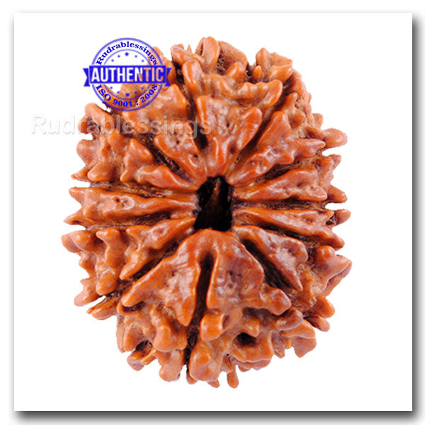 11 Mukhi Nepalese Rudraksha - Bead No. 39