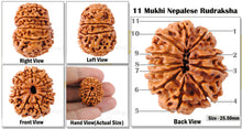 Load image into Gallery viewer, 11 Mukhi Nepalese Rudraksha - Bead No. 52
