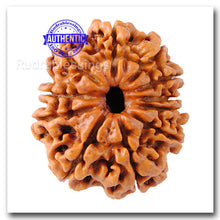 Load image into Gallery viewer, 11 Mukhi Nepalese Rudraksha - Bead No. 52
