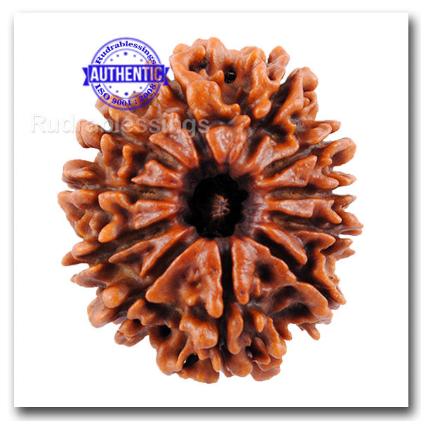 11 Mukhi Nepalese Rudraksha - Bead No. 61