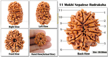 Load image into Gallery viewer, 11 Mukhi Nepalese Rudraksha - Bead No. 70
