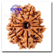 Load image into Gallery viewer, 11 Mukhi Nepalese Rudraksha - Bead No. 70
