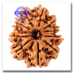 11 Mukhi Nepalese Rudraksha - Bead No. 70