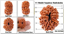 Load image into Gallery viewer, 11 Mukhi Nepalese Rudraksha - Bead No. 71
