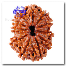 Load image into Gallery viewer, 11 Mukhi Nepalese Rudraksha - Bead No. 71
