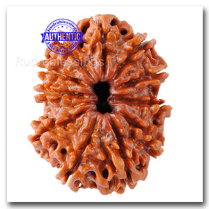 11 Mukhi Nepalese Rudraksha - Bead No. 71