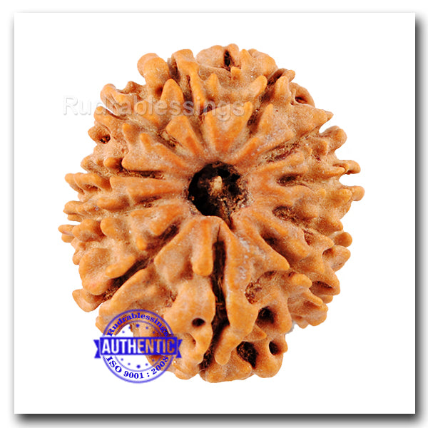 11 Mukhi Nepalese Rudraksha - Bead No. 24