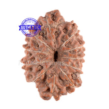 Load image into Gallery viewer, 11 Mukhi Indonesian Rudraksha - Bead No. 33
