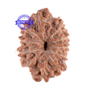 11 Mukhi Indonesian Rudraksha - Bead No. 33