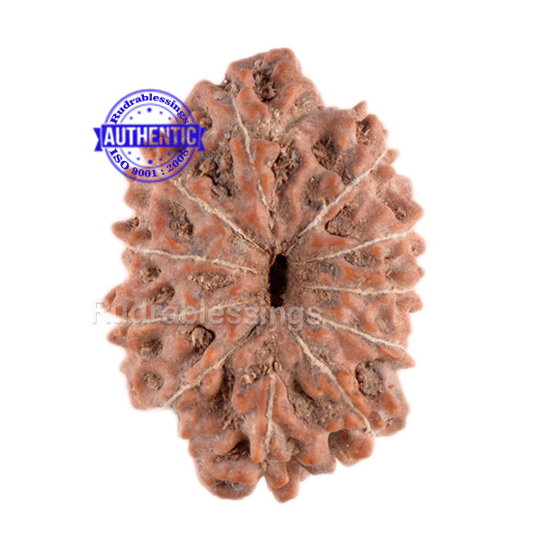 11 Mukhi Indonesian Rudraksha - Bead No. 33