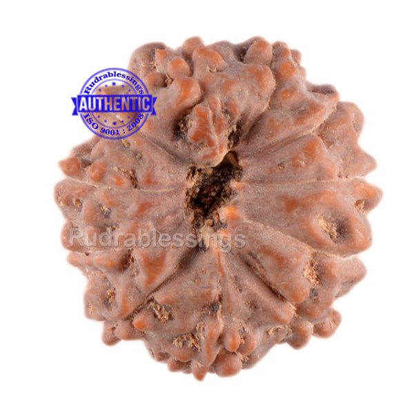 11 Mukhi Indonesian Rudraksha - Bead No. 34