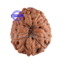 Load image into Gallery viewer, 11 Mukhi Indonesian Rudraksha - Bead No. 47
