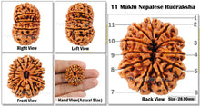 Load image into Gallery viewer, 11 Mukhi Nepalese Rudraksha - Bead No. 7
