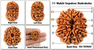 11 Mukhi Nepalese Rudraksha - Bead No. 7