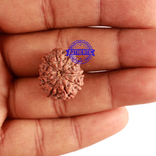 Load image into Gallery viewer, 11 Mukhi Indonesian Rudraksha - Bead No. 105
