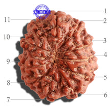 Load image into Gallery viewer, 11 Mukhi Indonesian Rudraksha - Bead No. 105
