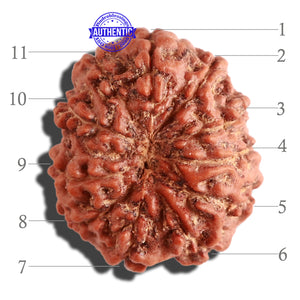 11 Mukhi Indonesian Rudraksha - Bead No. 105