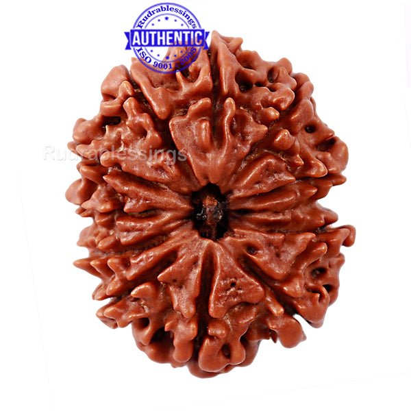 11 Mukhi Nepalese Rudraksha - Bead No. 159