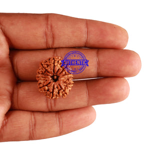 11 Mukhi Nepalese Rudraksha - Bead No. 194