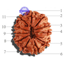 Load image into Gallery viewer, 11 Mukhi Nepalese Rudraksha - Bead No. 194
