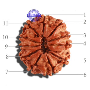 11 Mukhi Nepalese Rudraksha - Bead No. 194