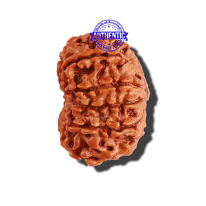 11 Mukhi Nepalese Rudraksha - Bead No. 194