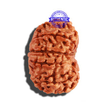 Load image into Gallery viewer, 11 Mukhi Nepalese Rudraksha - Bead No. 194
