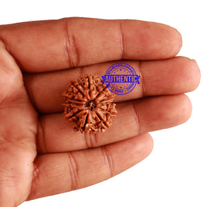 11 Mukhi Nepalese Rudraksha - Bead No. 203