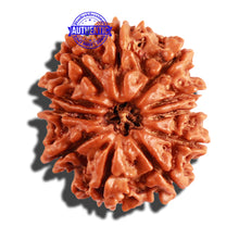 Load image into Gallery viewer, 11 Mukhi Nepalese Rudraksha - Bead No. 203
