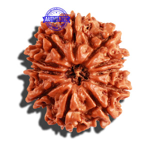 11 Mukhi Nepalese Rudraksha - Bead No. 203