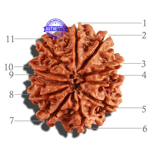 11 Mukhi Nepalese Rudraksha - Bead No. 203