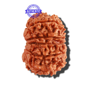 11 Mukhi Nepalese Rudraksha - Bead No. 203