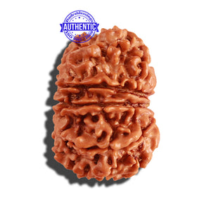 11 Mukhi Nepalese Rudraksha - Bead No. 203