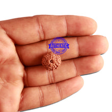 Load image into Gallery viewer, 11 Mukhi Indonesian Rudraksha - Bead No. 204
