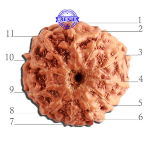 11 Mukhi Indonesian Rudraksha - Bead No. 206