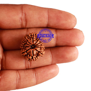 11 Mukhi Nepalese Rudraksha - Bead No. 209