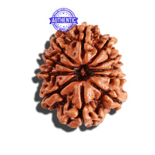 Load image into Gallery viewer, 11 Mukhi Nepalese Rudraksha - Bead No. 209
