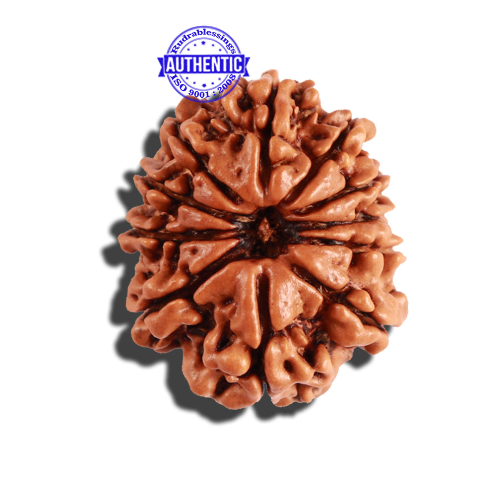 11 Mukhi Nepalese Rudraksha - Bead No. 209