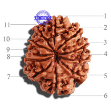 Load image into Gallery viewer, 11 Mukhi Nepalese Rudraksha - Bead No. 209
