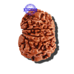 11 Mukhi Nepalese Rudraksha - Bead No. 209