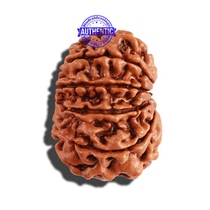 11 Mukhi Nepalese Rudraksha - Bead No. 209