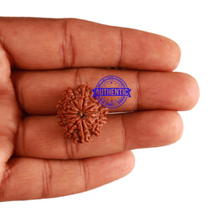 11 Mukhi Nepalese Rudraksha - Bead No. 219