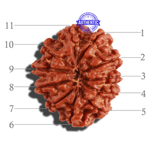 11 Mukhi Nepalese Rudraksha - Bead No. 219