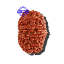 Load image into Gallery viewer, 11 Mukhi Nepalese Rudraksha - Bead No. 219
