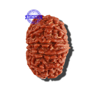 11 Mukhi Nepalese Rudraksha - Bead No. 219