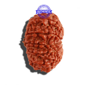 11 Mukhi Nepalese Rudraksha - Bead No. 219